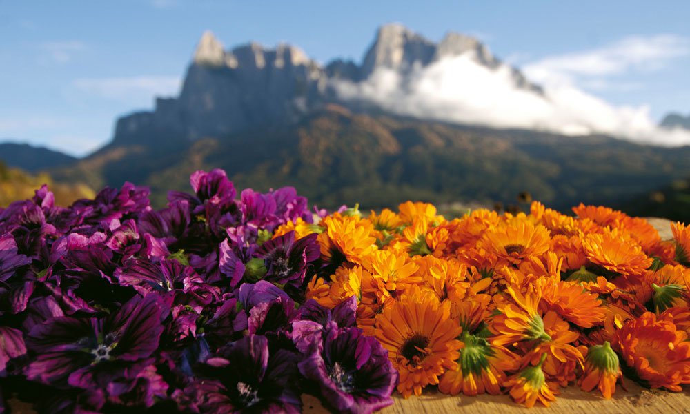 Gustarsi la bellezza della natura durante una vacanza sull'Alpe di Siusi 