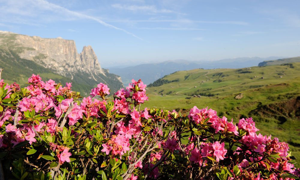 Vari modi per stare attivi durante una vacanza estiva sull’Alpe di Siusi